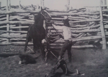 Bridled and hobbled but still full of fight, a blaze-faced cow pony ducks away from the saddle blanket in Warren's right hand.