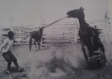 Fighting to throw off the saddle, a horse, cross-hobbled by ropes on his forefeetand one hind foot, tugs Warren around the corral.