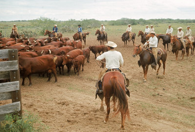 Cowboys working on the King Ranch 