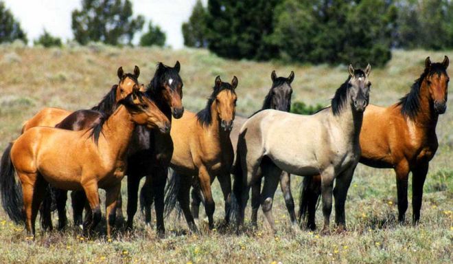 Save our beautiful Horses from Slaughter