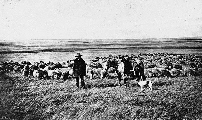 shepherd1906